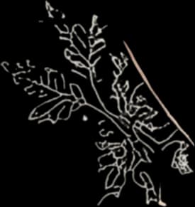 Botanical Sketch Flourish